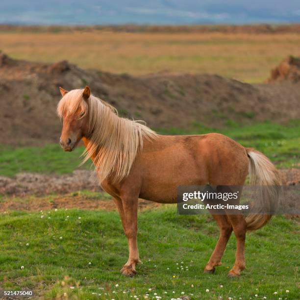 mare, icelandic horse, iceland - stute stock-fotos und bilder