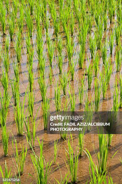 Boiled Rice Paddy 2,614 Irrigated Rice Paddy Stock Photos, High-Res Pictures, and Images ...