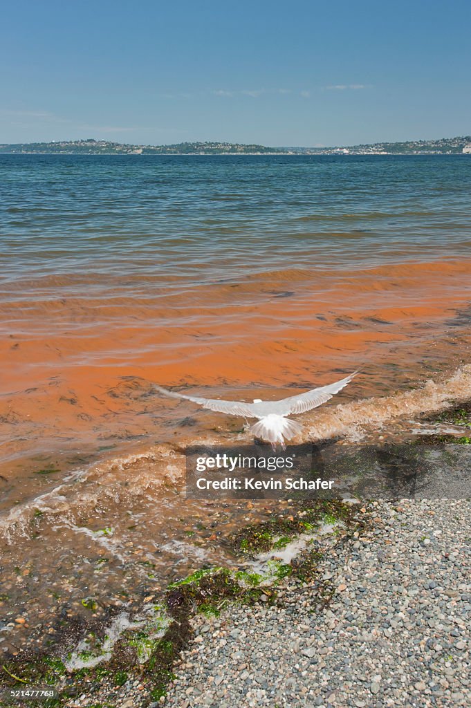 Red-tide, Puget Sound, Alki Beach, Seattle, Washington