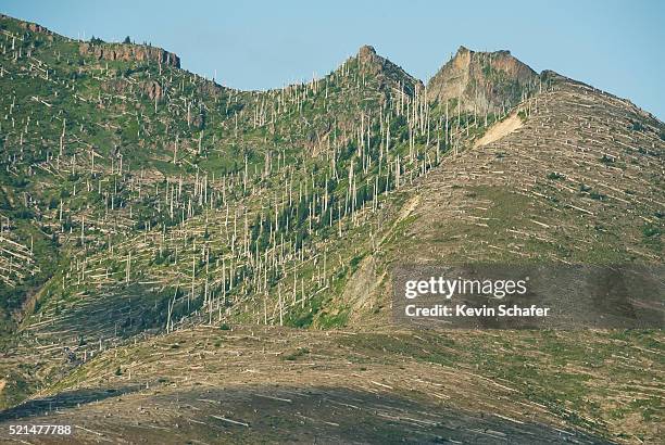 trees blasted by 1980 eruption, johnston ridge, mt. st. helens - boomwa stock pictures, royalty-free photos & images