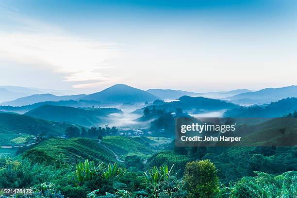 tea plantation, cameron highlands, malaysia - cameron highlands stock pictures, royalty-free photos & images