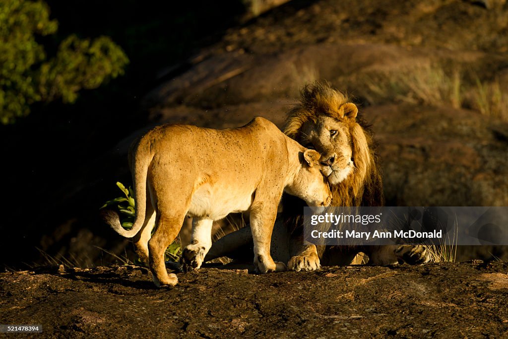 African lion pair