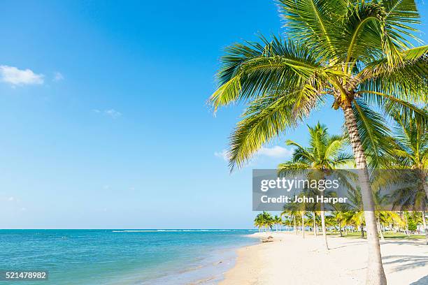 coconut trees on beach, sri lanka - palm trees on beach stock pictures, royalty-free photos & images