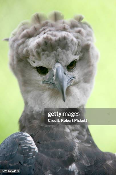 harpy eagle - harpies stockfoto's en -beelden