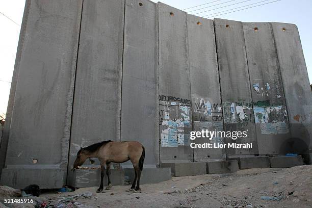 Horse stands next to a section of Israel's separation barrier, in the west bank village of Abu Dis, in the outskirts of Jerusalem, Monday, May 22,...