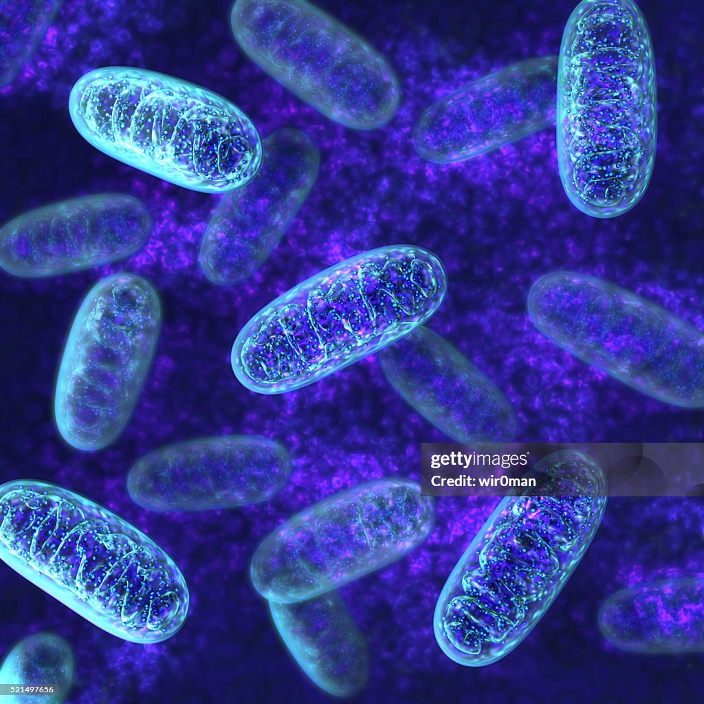 Mitochondria - microbiology