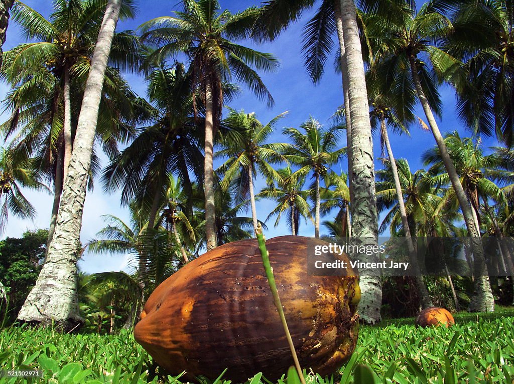 Coconut on the ground