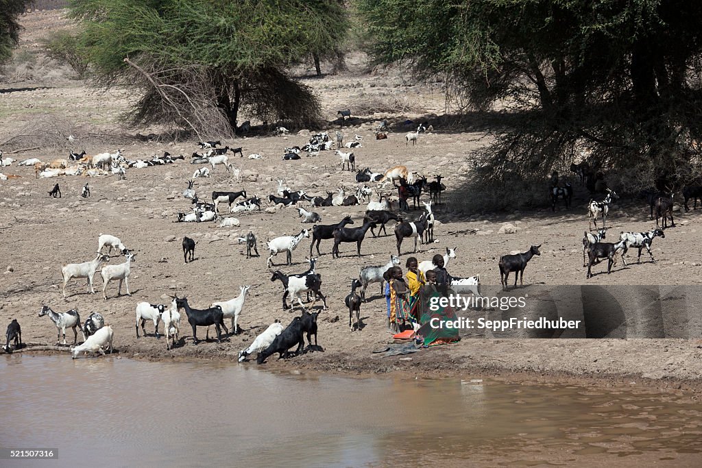 Reisende mit Herde von Tieren im Wasserloch Danakil Äthiopien