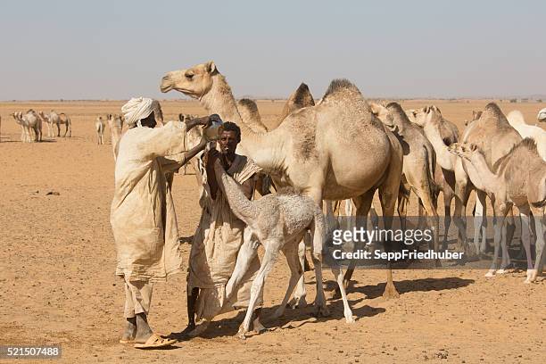 reisende in einem großen brunnen sudan - sepp friedhuber stock-fotos und bilder