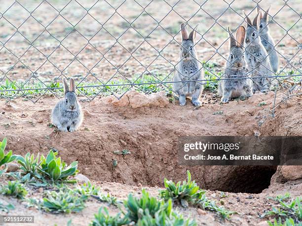 124 Rabbits Pests Stock Photos, High-Res Pictures, and Images - Getty ...