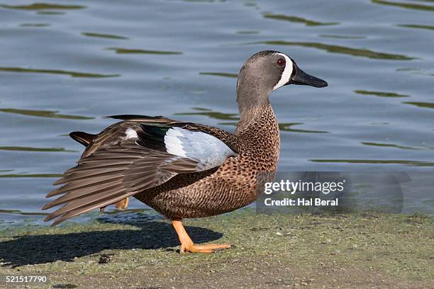 blue winged teal duck male - teal anas discors birds stock pictures, royalty-free photos & images
