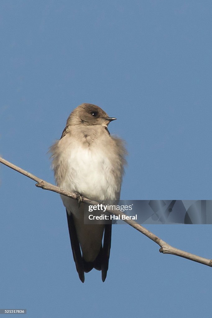 Northern Rough-Winged Swallow