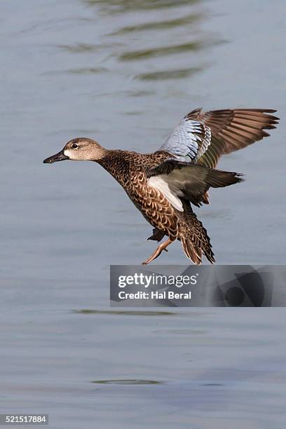 blue-winged teal duck hen landing - teal anas discors birds stock pictures, royalty-free photos & images