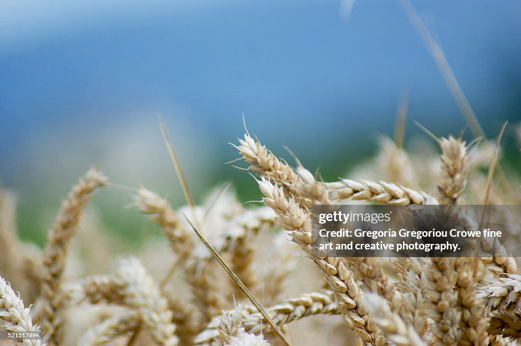 Wheat Close-Up