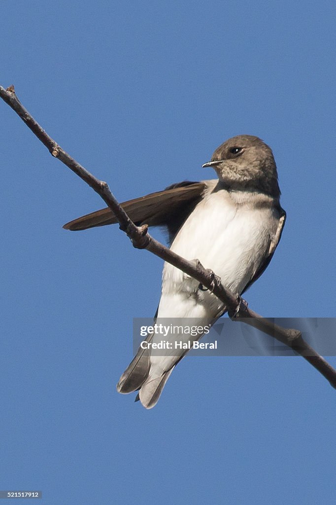 Northern Rough-Winged Swallow