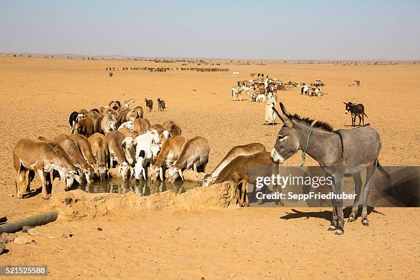 schafe trinken im wasser loch sudan - sepp friedhuber stock-fotos und bilder