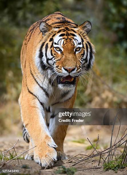 viene de tigre - tigre siberiano fotografías e imágenes de stock