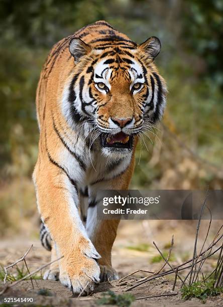 avvicinarsi tigre - tigre siberiana foto e immagini stock