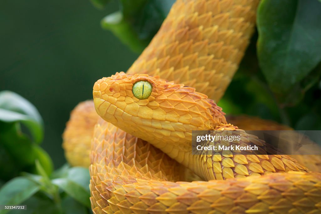 Variable Viper Variable Bush Viper Orange Phase In Rainforest High-Res Stock Photo ...