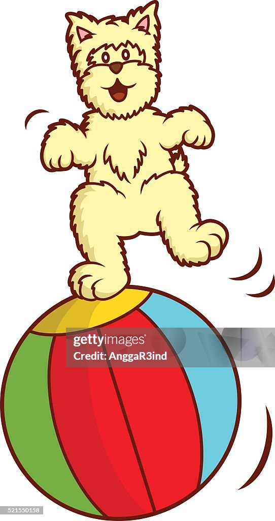 Westie Dog Playing with Big Ball