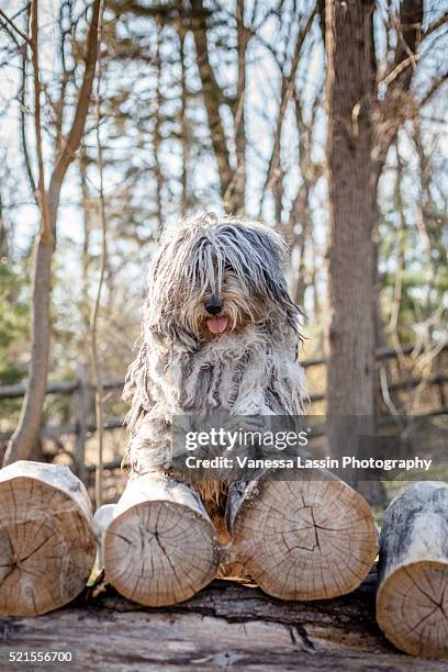 bergamasco pyramid - vanessa lassin stock pictures, royalty-free photos & images