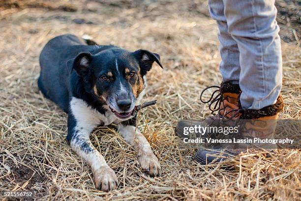 dog & boots - vanessa lassin stockfoto's en -beelden