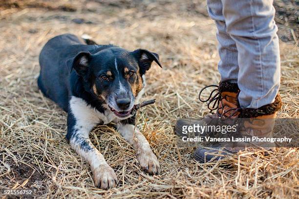 dog & boots - vanessa lassin stock pictures, royalty-free photos & images