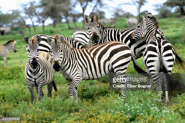 tanzania, serengeti, zebra, equus burchelli - zebra herd stock pictures, royalty-free photos & images