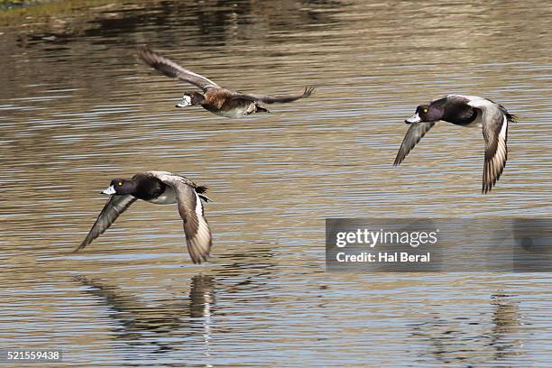Scaup Flight Photos and Premium High Res Pictures - Getty Images