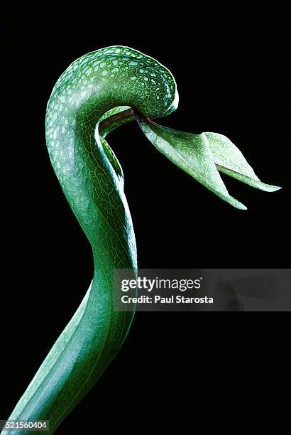 darlingtonia californica (california pitcher plant, cobra lily, cobra plant) - cobra lily stock pictures, royalty-free photos & images