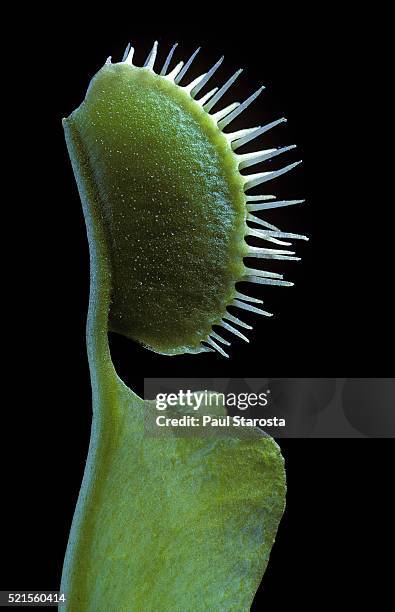 dionaea muscipula (venus flytrap) - development of trap (5 of 6) - rocío del sol fotografías e imágenes de stock