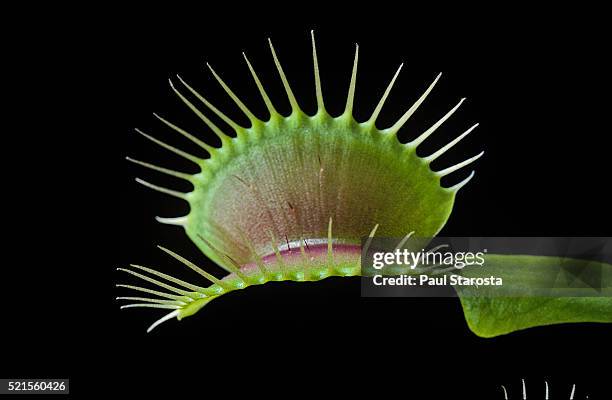 dionaea muscipula (venus flytrap) - trap with trigger hairs - rocío del sol fotografías e imágenes de stock