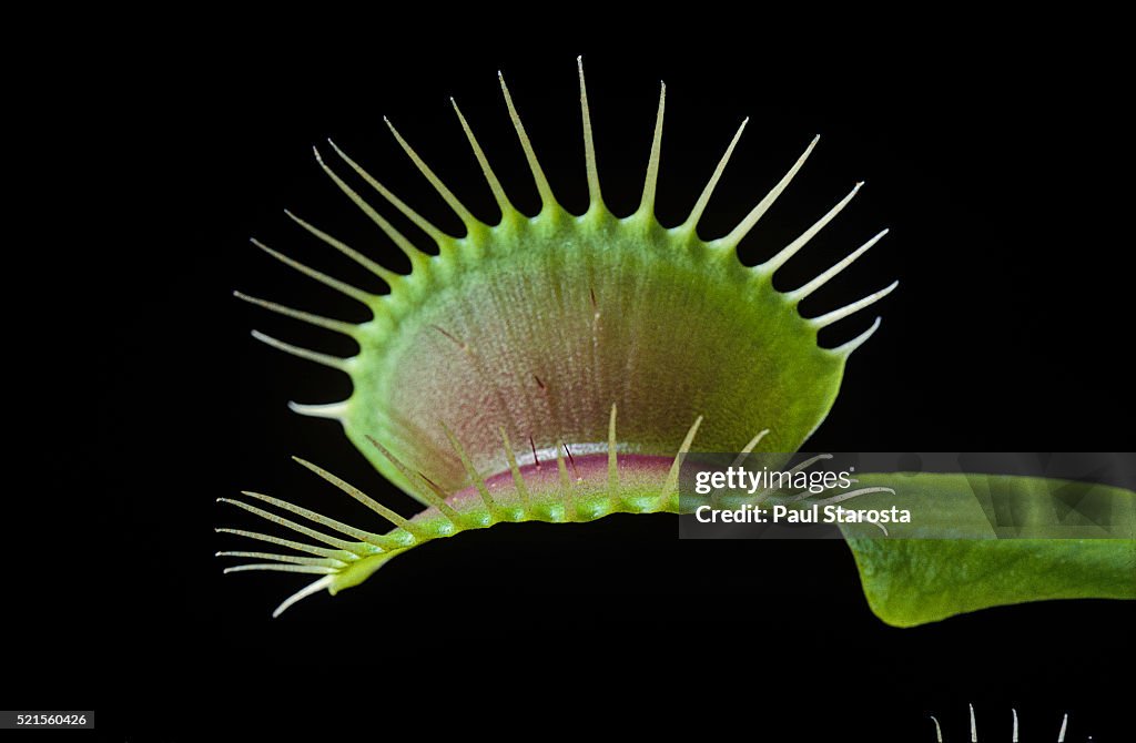 Dionaea muscipula (Venus flytrap) - trap with trigger hairs