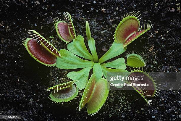 dionaea muscipula (venus flytrap) - carnivorous plant stock pictures, royalty-free photos & images