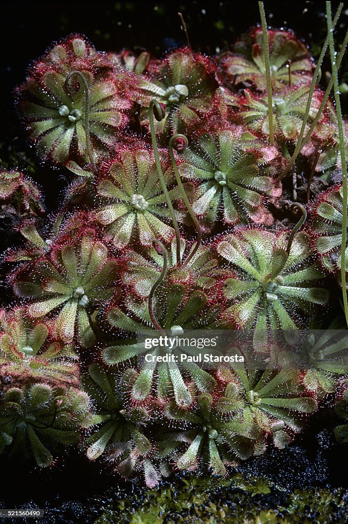 Drosera aliciae (Alice sundew, Australian sundew)