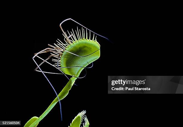 dionaea muscipula (venus flytrap) - trap closed on spider - carnivorous stock pictures, royalty-free photos & images