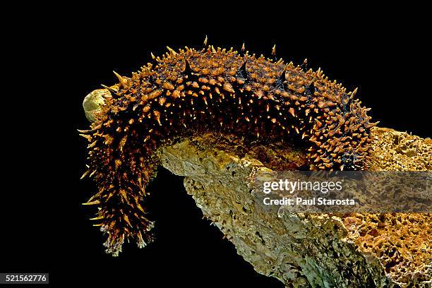 holothuria hilla (tiger tail sea cucumber) - holothuria stock pictures, royalty-free photos & images
