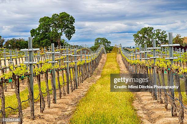 vineyard in the spring - paso robles stockfoto's en -beelden