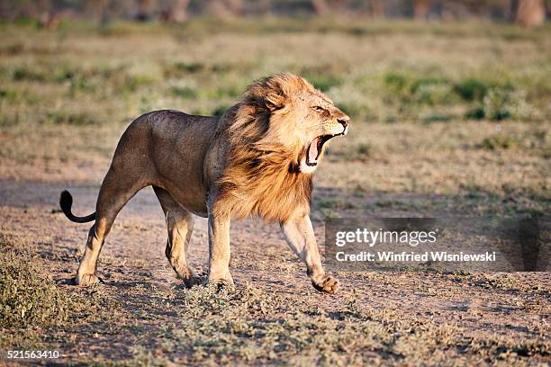 roaring lion in savannah - lion feline fotografías e imágenes de stock