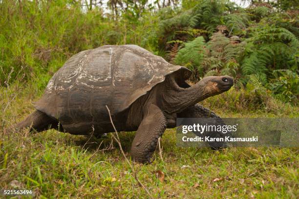 galapagos tortoises - tortoise stock pictures, royalty-free photos & images