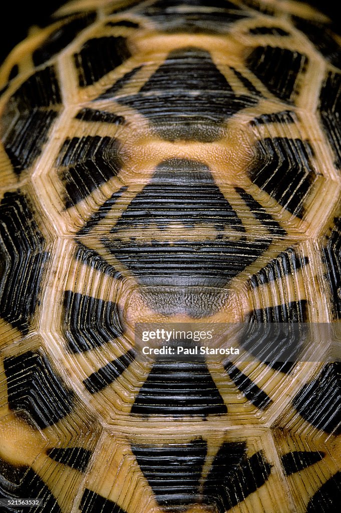 Pyxis arachnoides (Madagascan spider tortoise)