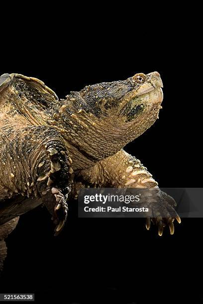chelydra serpentina (common snapping turtle) - snapping turtle stock pictures, royalty-free photos & images
