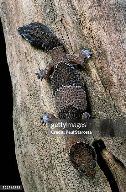 hemitheconyx caudicinctus (fate-tailed gecko) - hemitheconyx caudicinctus stock pictures, royalty-free photos & images