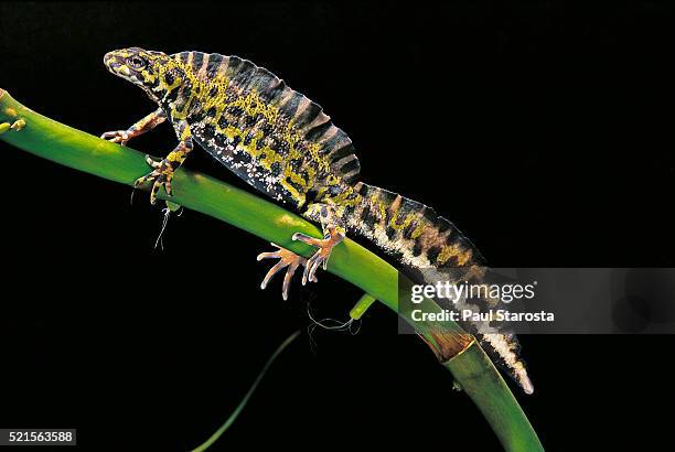 triturus marmoratus (marbled newt) - newt stock pictures, royalty-free photos & images