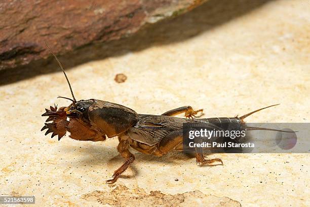 gryllotalpa gryllotalpa (european mole cricket) - mole cricket stockfoto's en -beelden