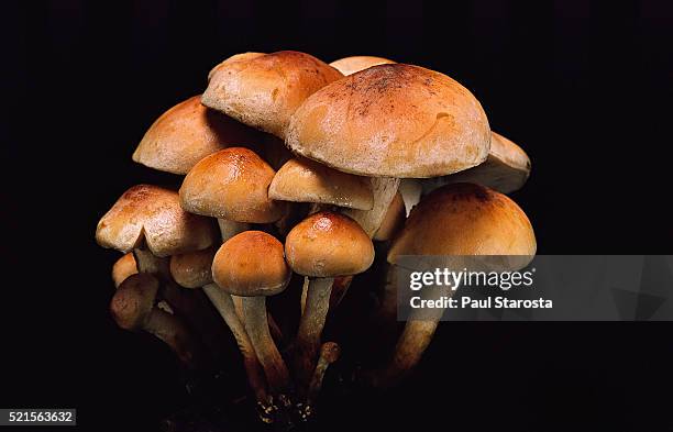 hypholoma sublateritium (brick cap) - hypholoma sublateritium stock pictures, royalty-free photos & images