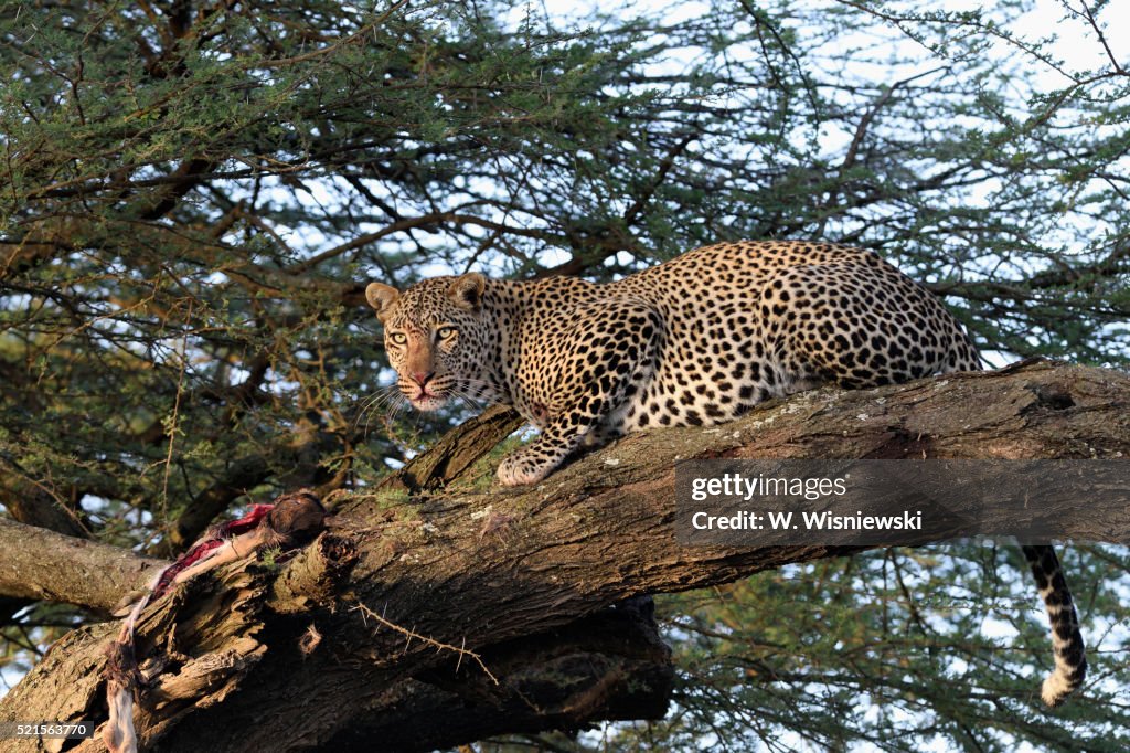 Leopard in an acacia tree