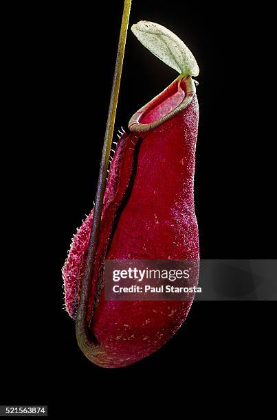 nepenthes x coccinea 'red' (pitcher plant) - carnivorous stock pictures, royalty-free photos & images