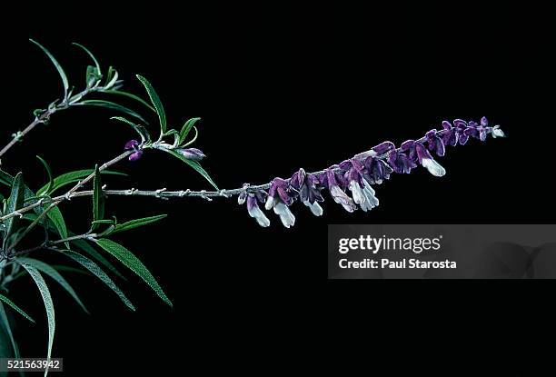 salvia leucantha (mexican bush sage) - mexican bush sage stock pictures, royalty-free photos & images