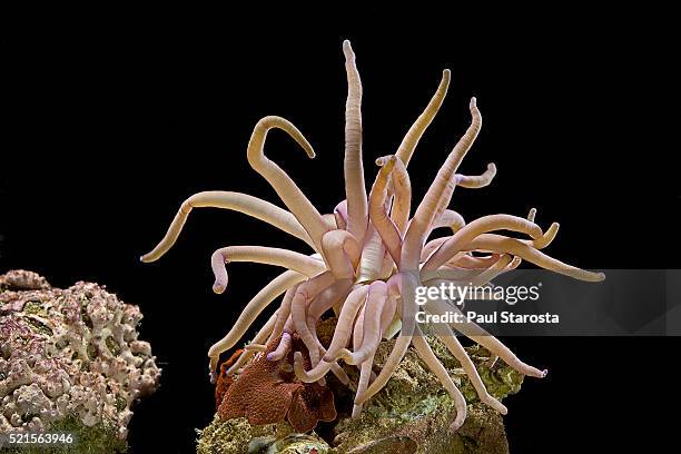 condylactis gigantea (giant caribbean anenone) - condylactis anemone stock pictures, royalty-free photos & images